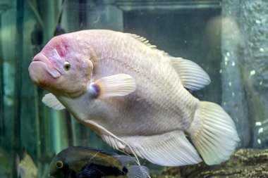 Sualtı dünyasını. Parlak egzotik tropik mercan Balık Akvaryum mercan ve yosun su bitkileri ile Kızıldeniz yapay ortamda