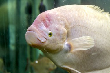 Sualtı dünyasını. Parlak egzotik tropik mercan Balık Akvaryum mercan ve yosun su bitkileri ile Kızıldeniz yapay ortamda