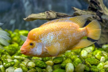 Sualtı dünyasını. Parlak egzotik tropik mercan Balık Akvaryum mercan ve yosun su bitkileri ile Kızıldeniz yapay ortamda