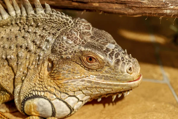 Fantástico Retrato Cerca Iguana Tropical Enfoque Selectivo Profundidad Campo Poco — Foto de Stock