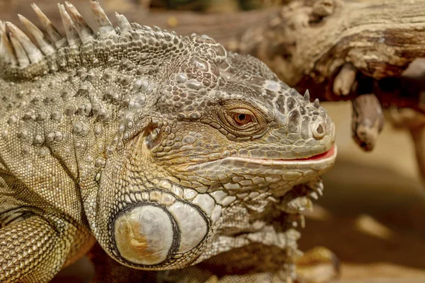 Fantástico Retrato Cerca Iguana Tropical Enfoque Selectivo Profundidad Campo Poco —  Fotos de Stock