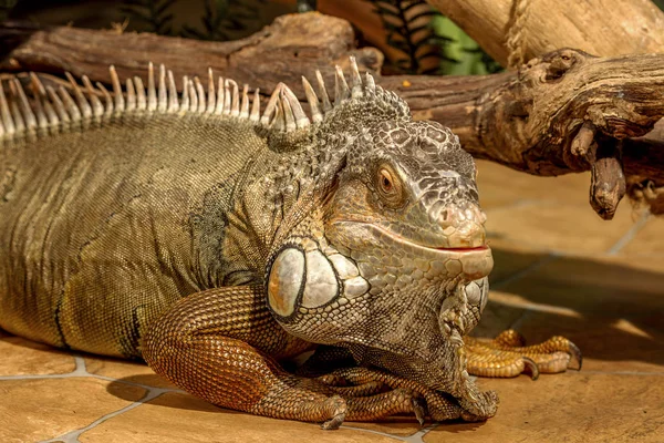 Fantástico Retrato Cerca Iguana Tropical Enfoque Selectivo Profundidad Campo Poco —  Fotos de Stock