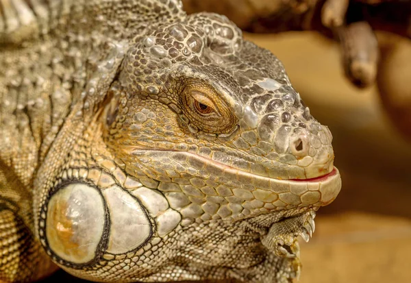 Fantastisk Närbild Porträtt Tropiska Iguana Selektivt Fokus Kort Skärpedjup — Stockfoto