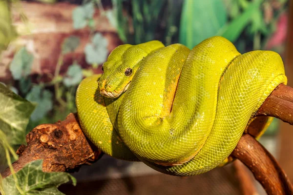 Fantástico Close Retrato Cascavel Verde Venenoso Green Snake Foco Seletivo — Fotografia de Stock