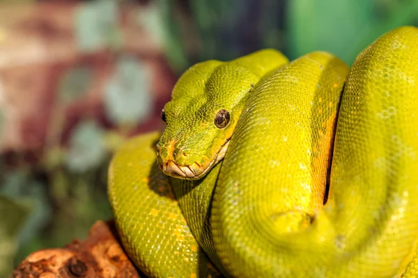 Fantástico Primer Plano Retrato Serpiente Cascabel Verde Serpiente Verde Venenosa —  Fotos de Stock