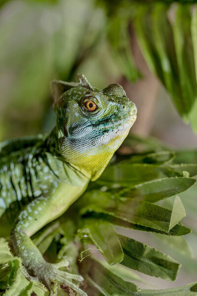 fantastic tropical macro green iguana eye. Selective focus on eye