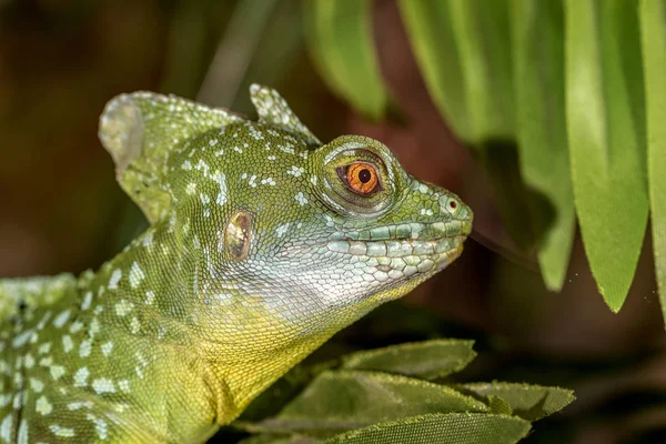 Fantastyczne Makro Tropikalny Zielony Iguana Oko Selektywny Fokus Oko — Zdjęcie stockowe