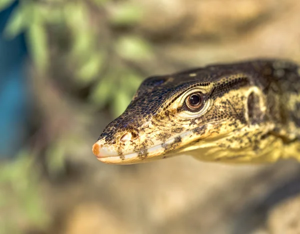 Fantastic Close Portrait Tropical Iguana Selective Focus Shallow Depth Field — Stock Photo, Image