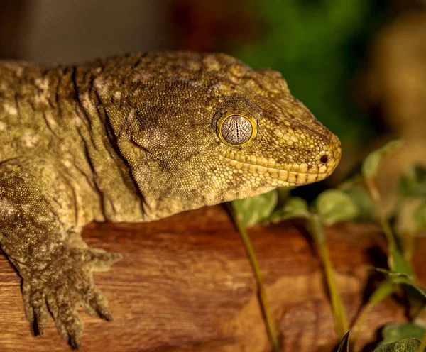 Fantastyczne Portret Szczegół Tropikalny Gecko Selektywny Fokus Płytkiej Głębi Ostrości — Zdjęcie stockowe