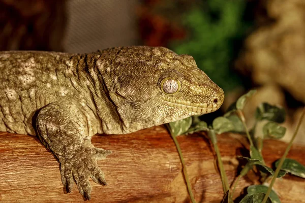 Fantastyczne Portret Szczegół Tropikalny Gecko Selektywny Fokus Płytkiej Głębi Ostrości — Zdjęcie stockowe