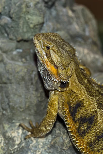 Retrato Exótico Dragón Barbudo Reptiles Tropicales Enfoque Selectivo Profundidad Campo — Foto de Stock