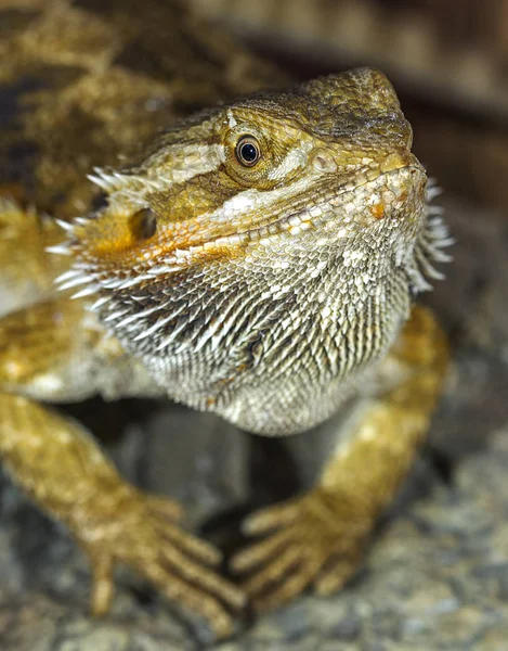 Porträtt Exotiska Tropiska Reptiler Skäggagam Selektivt Fokus Kort Skärpedjup — Stockfoto