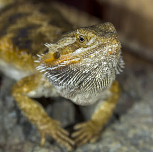 Porträtt Exotiska Tropiska Reptiler Skäggagam Selektivt Fokus Kort Skärpedjup — Stockfoto