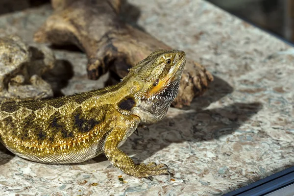 Porträtt Exotiska Tropiska Reptiler Skäggagam Selektivt Fokus Kort Skärpedjup — Stockfoto