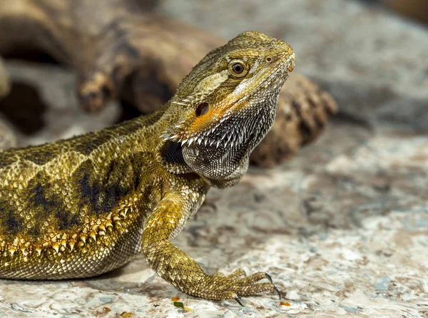 Portrait Dragon Barbu Reptiles Tropicaux Exotiques Mise Point Sélective Faible — Photo