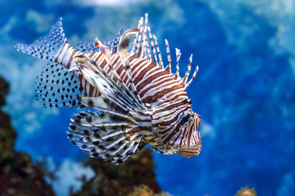 Подводный мир. Яркие экзотические тропические коралловые рыбы в искусственной среде Красного моря аквариума с кораллами и водорослями
