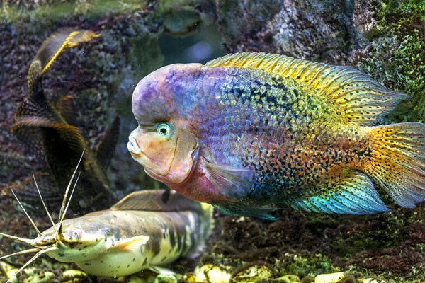 Mundo Subaquático Bright Exotic Tropical Coral Fish Red Sea Artificial — Fotografia de Stock