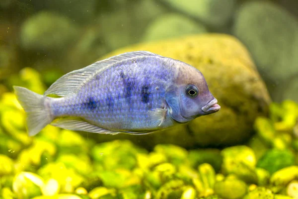 Mundo Subaquático Bright Exotic Tropical Coral Fish Red Sea Artificial — Fotografia de Stock