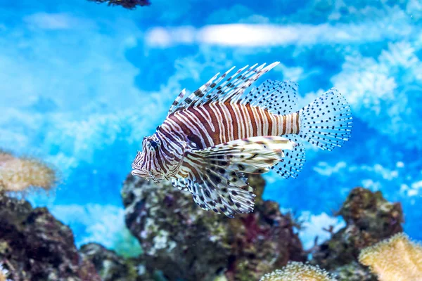 Underwater World Bright Exotic Tropical Coral Fish Red Sea Artificial — Stock Photo, Image