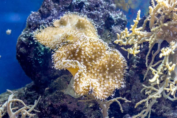 The underwater world. Bright Exotic Tropical coral fish in the Red Sea artificial environment of the aquarium with corals and algae aquatic plants