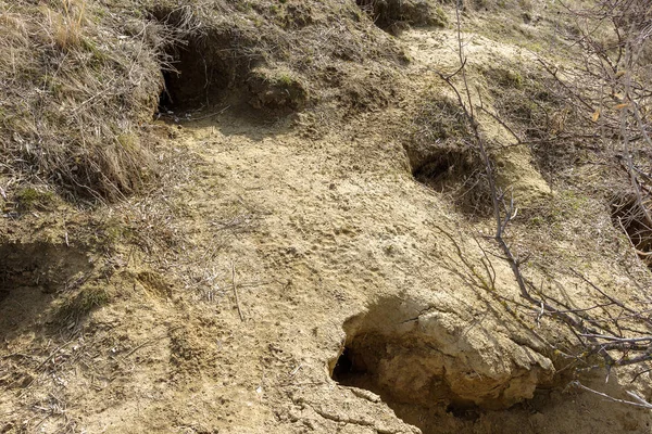 动物之城 山间山坡上的殖民地牛头洞 野生动物的殖民地 地下通道和洞的系统 野生动物的踪迹 土拨鼠洞穴 — 图库照片