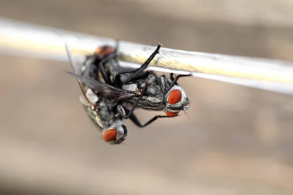 两只苍蝇在绳子上做爱 选择性聚焦 景深非常浅 模糊的背景 — 图库照片