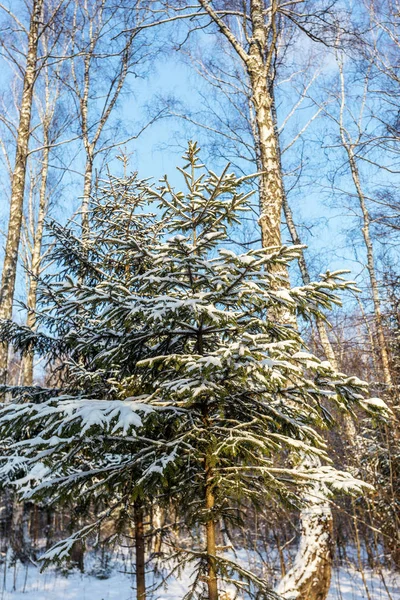 Vista Árvores Cobertas Neve Floresta Inverno Como Fundo Tema Criativo — Fotografia de Stock