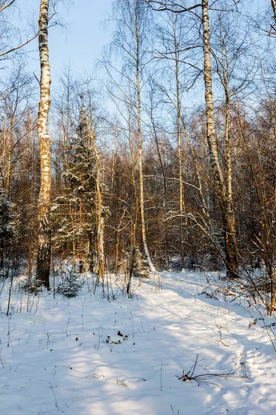 Vue Sur Les Arbres Enneigés Forêt Hiver Comme Fond Thème — Photo