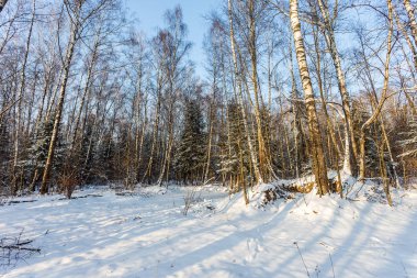 Karla kaplı ağaçlar kış orman manzarası. Yeni yıl tebrik kartı için yaratıcı tema arka plan olarak. Kış manzara takvim için