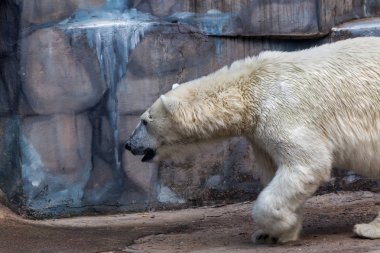 Bir hayvanat bahçesi muhafaza içinde büyük kutup ayısı.