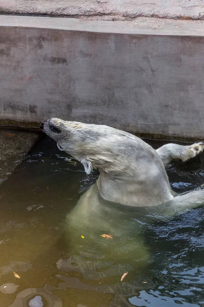 Iso Jääkarhu Eläintarhan Suojassa — kuvapankkivalokuva