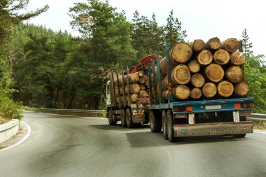 Varna, Bulgaristan-31 Temmuz 2016: büyük endüstriyel ahşap römork dağ road arabaya taze Boyutlanmış günlükleri taşımaktadır. Tedarik ve lojistik iş çam keresteden endüstriyel ahşap