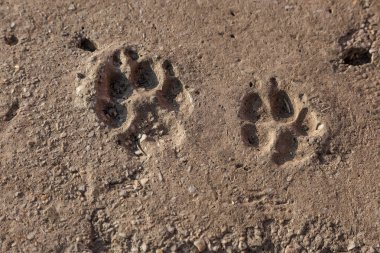 köpek kir, hayvanlar ve doğa ile zeminde seyrediyor. Köpekler farklı boyutlarda izleri takip et. köpek kir, hayvanlar ve doğa ile zeminde. Tasarım için arka plan olarak kum köpek parça