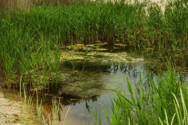 Ekoloji, Doğa, iklim değişikliği ve kirliliği kavramı. küçük kumlu çölde bir vaha gölde kurutma, yosun ve çöp ile büyümüş. Marsh enkaz ve yosun ile kurutma