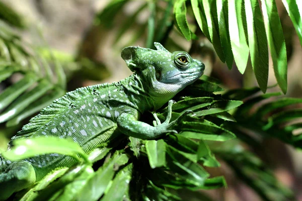 Close Shot Green Chameleon Sitting Branch — Stock Photo, Image