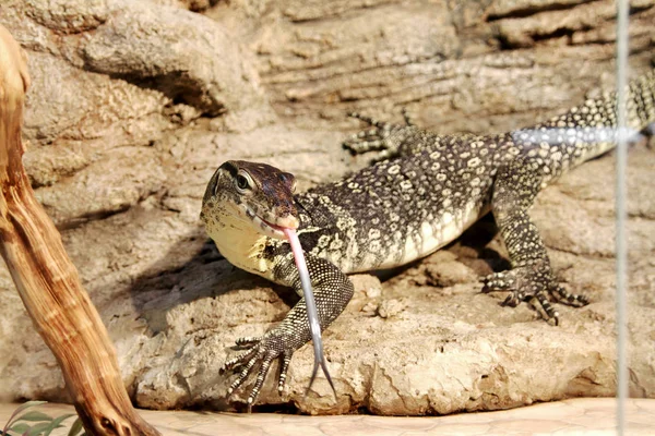 Fantastyczne Portret Szczegół Tropikalny Iguana Selektywny Fokus Płytkiej Głębi Ostrości — Zdjęcie stockowe