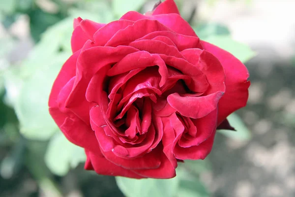 Крупним Планом Свіжа Червона Троянда Саду Місцем Копіювання Тексту Або — стокове фото