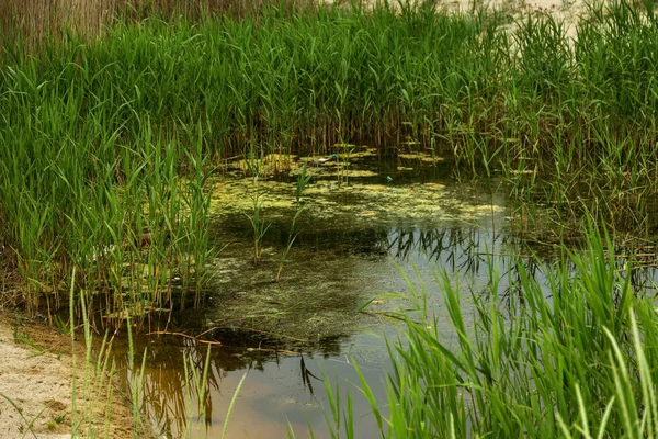 Pojmu Ekologie Znečištění Změny Klimatu Malý Sušení Jezero Oáze Písečné — Stock fotografie