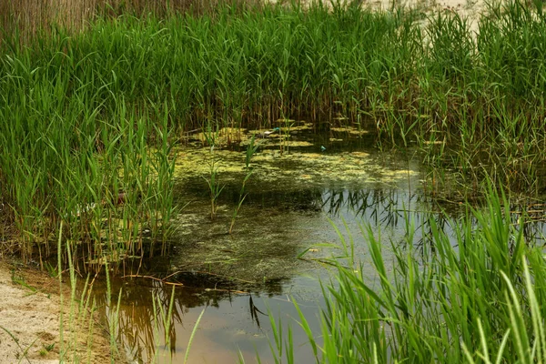 concept of Ecology, pollution of nature, climate change.  small drying lake in an oasis of sandy desert, overgrown with algae and garbage. Drying marsh with debris and algae