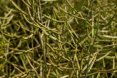Tarım alanı, olgunlaşmış, sonunda döndü sarı tecavüz. Kanola. bitkiler olgun kanola kolza sahada close-up fotoğraf
