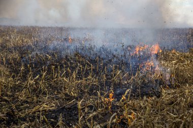 Şiddetli kuraklık. Yangınlar tarım alanları tamamen kurumasını Çiftlikleri Rüzgar. Doğa ve bölgesel ekonomi için düzenli hasar acil Ukrayna getiriyor. 