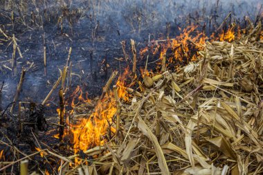 Şiddetli kuraklık. Yangınlar tarım alanları tamamen kurumasını Çiftlikleri Rüzgar. Doğa ve bölgesel ekonomi için düzenli hasar acil Ukrayna getiriyor. 