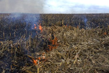 Şiddetli kuraklık. Yangınlar tarım alanları tamamen kurumasını Çiftlikleri Rüzgar. Doğa ve bölgesel ekonomi için düzenli hasar acil Ukrayna getiriyor. 