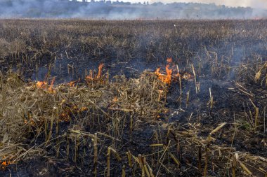 Şiddetli kuraklık. Yangınlar tarım alanları tamamen kurumasını Çiftlikleri Rüzgar. Doğa ve bölgesel ekonomi için düzenli hasar acil Ukrayna getiriyor. 