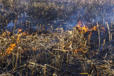 Şiddetli kuraklık. Yangınlar tarım alanları tamamen kurumasını Çiftlikleri Rüzgar. Doğa ve bölgesel ekonomi için düzenli hasar acil Ukrayna getiriyor. 