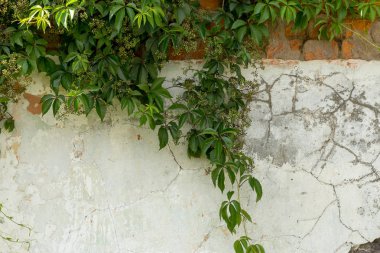 Yaratıcı düz çatlamak arka plan duvar yüzeyi üzerinde. Sorun arka plan, kırık duvar doku arka plan, mermer. örgü Web arka planı olarak yüzeyde çatlaklar. Kırık arka plan kuru. Çatlaklar