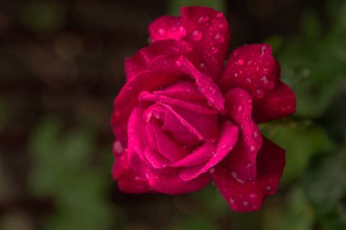 Çiy damlaları içinde kırmızı gül çiçek. Sabah taze çiçek gül. Damla su, yağmur, çiğ kırmızı gül çiçek. aşk, sevgi, şefkat sembolü. tebrik kartı. Nazik etkisi ile seçici yumuşak odak