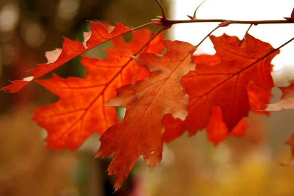 Schöner Herbsthintergrund Mit Bunten Blättern Hintergrund Für Ein Romantisches Herbstdesign — Stockfoto