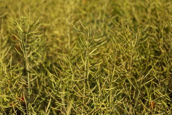 农业领域 强奸成熟 最终变成黄色 在油菜成熟菜籽区生长的植物特写镜头照片 — 图库照片