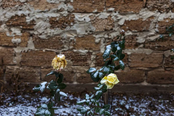 Konzeptueller Sanfter Romantischer Hintergrund Mit Geringer Schärfentiefe Zarte Rose Mit — Stockfoto